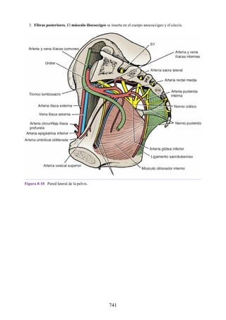 ANATOMIA SNELL 10MA EDICION ESPAÑOL.pdf
