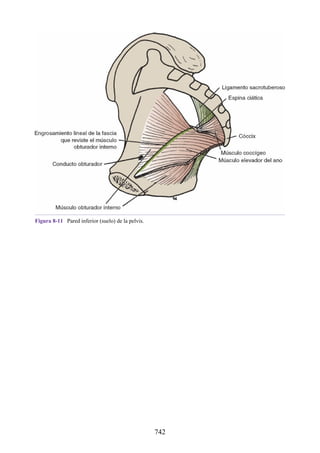 ANATOMIA SNELL 10MA EDICION ESPAÑOL.pdf