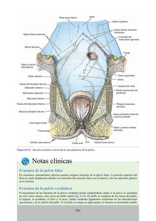 ANATOMIA SNELL 10MA EDICION ESPAÑOL.pdf