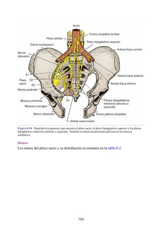 ANATOMIA SNELL 10MA EDICION ESPAÑOL.pdf