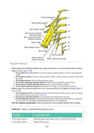 ANATOMIA SNELL 10MA EDICION ESPAÑOL.pdf