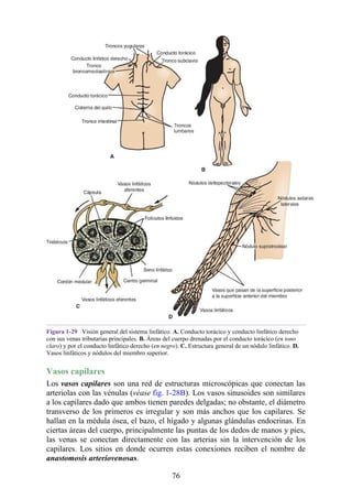 Figura 1-29 Visión general del sistema linfático. A. Conducto torácico y conducto linfático derecho
con sus venas tributarias principales. B. Áreas del cuerpo drenadas por el conducto torácico (en tono
claro) y por el conducto linfático derecho (en negro). C. Estructura general de un nódulo linfático. D.
Vasos linfáticos y nódulos del miembro superior.
Vasos capilares
Los vasos capilares son una red de estructuras microscópicas que conectan las
arteriolas con las vénulas (véase fig. 1-28B). Los vasos sinusoides son similares
a los capilares dado que ambos tienen paredes delgadas; no obstante, el diámetro
transverso de los primeros es irregular y son más anchos que los capilares. Se
hallan en la médula ósea, el bazo, el hígado y algunas glándulas endocrinas. En
ciertas áreas del cuerpo, principalmente las puntas de los dedos de manos y pies,
las venas se conectan directamente con las arterias sin la intervención de los
capilares. Los sitios en donde ocurren estas conexiones reciben el nombre de
anastomosis arteriovenosas.
76
 