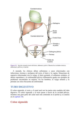 ANATOMIA SNELL 10MA EDICION ESPAÑOL.pdf