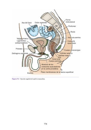 ANATOMIA SNELL 10MA EDICION ESPAÑOL.pdf