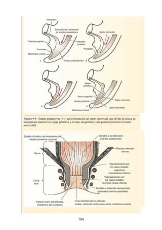 ANATOMIA SNELL 10MA EDICION ESPAÑOL.pdf