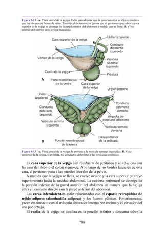 ANATOMIA SNELL 10MA EDICION ESPAÑOL.pdf