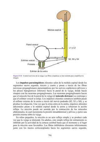 ANATOMIA SNELL 10MA EDICION ESPAÑOL.pdf