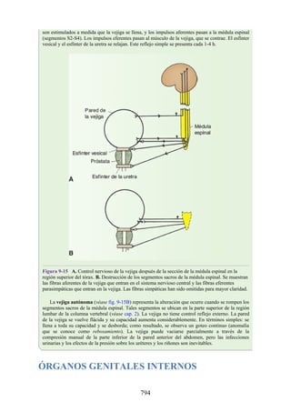 ANATOMIA SNELL 10MA EDICION ESPAÑOL.pdf