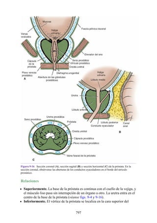 ANATOMIA SNELL 10MA EDICION ESPAÑOL.pdf