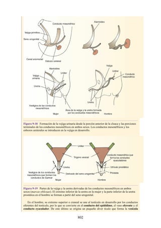 ANATOMIA SNELL 10MA EDICION ESPAÑOL.pdf