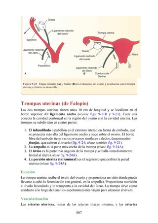 ANATOMIA SNELL 10MA EDICION ESPAÑOL.pdf