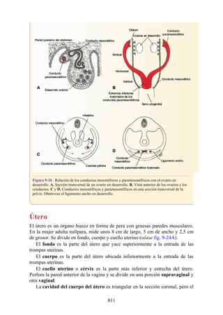ANATOMIA SNELL 10MA EDICION ESPAÑOL.pdf