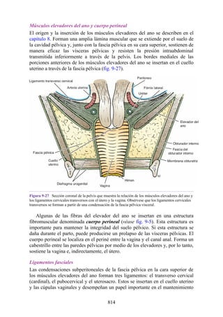 ANATOMIA SNELL 10MA EDICION ESPAÑOL.pdf