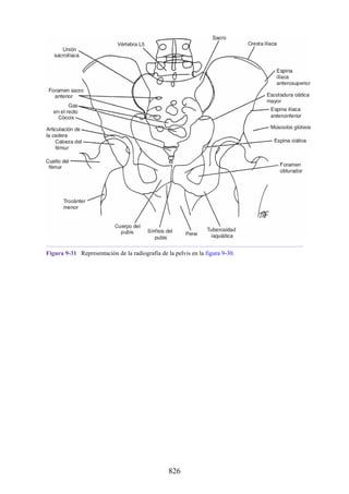 ANATOMIA SNELL 10MA EDICION ESPAÑOL.pdf