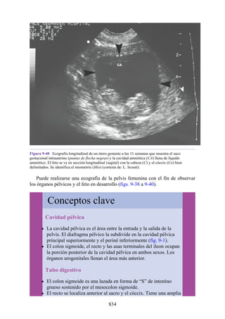 ANATOMIA SNELL 10MA EDICION ESPAÑOL.pdf