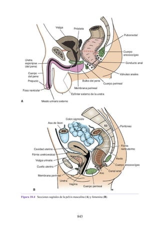 ANATOMIA SNELL 10MA EDICION ESPAÑOL.pdf