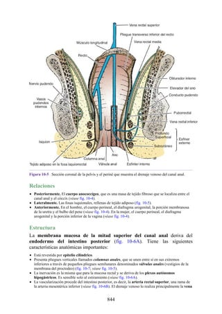 ANATOMIA SNELL 10MA EDICION ESPAÑOL.pdf