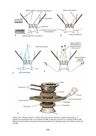 ANATOMIA SNELL 10MA EDICION ESPAÑOL.pdf