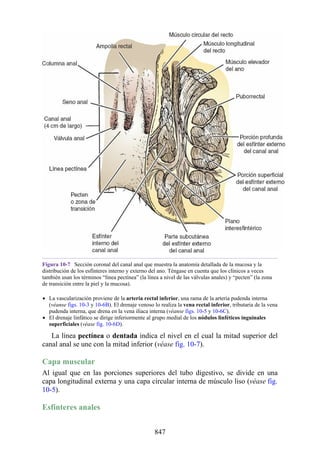 ANATOMIA SNELL 10MA EDICION ESPAÑOL.pdf
