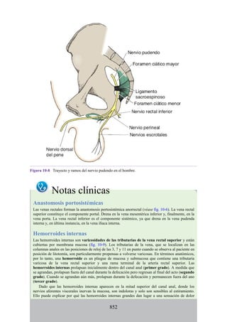 ANATOMIA SNELL 10MA EDICION ESPAÑOL.pdf