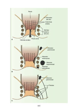 ANATOMIA SNELL 10MA EDICION ESPAÑOL.pdf