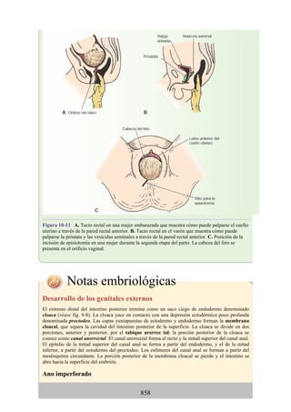 ANATOMIA SNELL 10MA EDICION ESPAÑOL.pdf