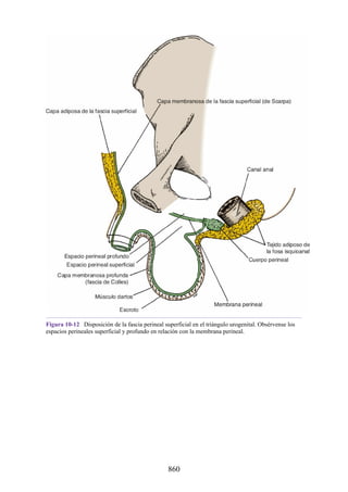 ANATOMIA SNELL 10MA EDICION ESPAÑOL.pdf