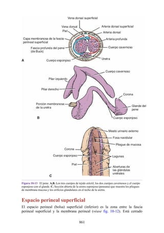 ANATOMIA SNELL 10MA EDICION ESPAÑOL.pdf
