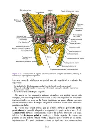 ANATOMIA SNELL 10MA EDICION ESPAÑOL.pdf