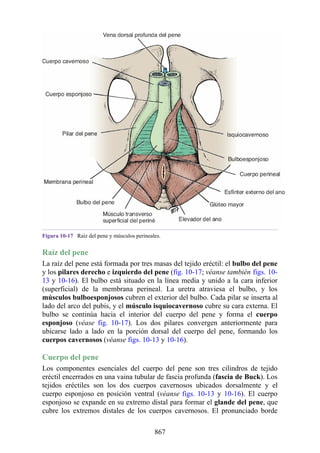ANATOMIA SNELL 10MA EDICION ESPAÑOL.pdf