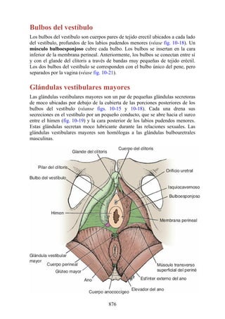 ANATOMIA SNELL 10MA EDICION ESPAÑOL.pdf