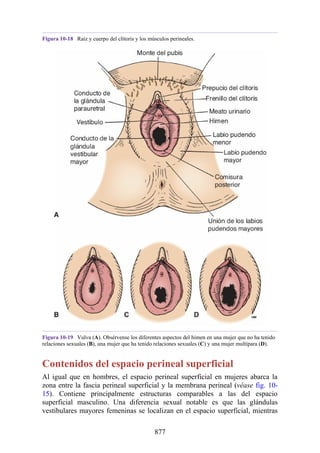 ANATOMIA SNELL 10MA EDICION ESPAÑOL.pdf