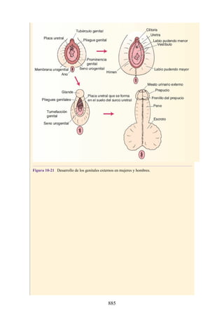 ANATOMIA SNELL 10MA EDICION ESPAÑOL.pdf
