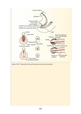 ANATOMIA SNELL 10MA EDICION ESPAÑOL.pdf