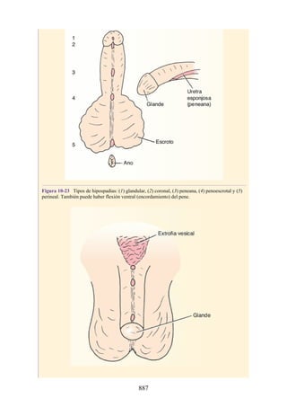ANATOMIA SNELL 10MA EDICION ESPAÑOL.pdf
