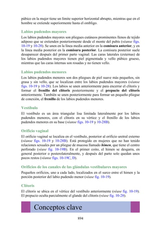 ANATOMIA SNELL 10MA EDICION ESPAÑOL.pdf