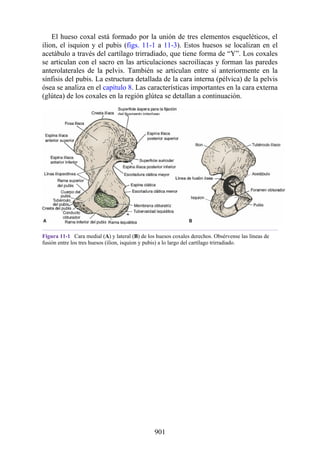 ANATOMIA SNELL 10MA EDICION ESPAÑOL.pdf