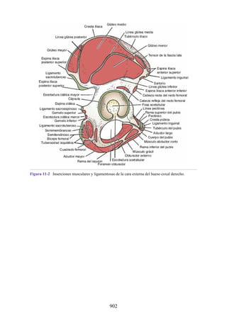 ANATOMIA SNELL 10MA EDICION ESPAÑOL.pdf
