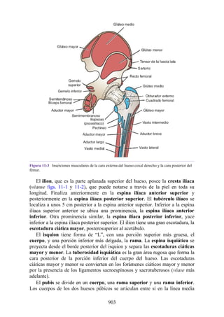 ANATOMIA SNELL 10MA EDICION ESPAÑOL.pdf