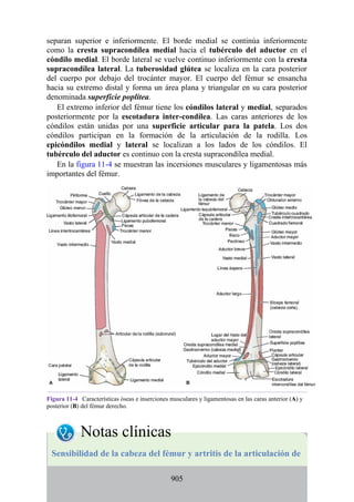 ANATOMIA SNELL 10MA EDICION ESPAÑOL.pdf