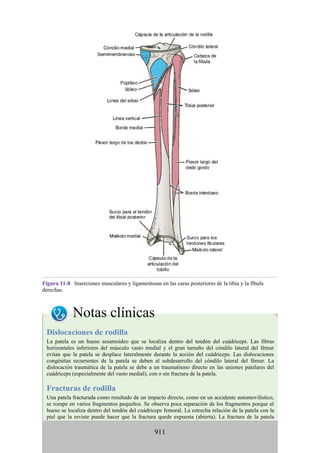 ANATOMIA SNELL 10MA EDICION ESPAÑOL.pdf
