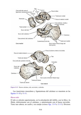 ANATOMIA SNELL 10MA EDICION ESPAÑOL.pdf