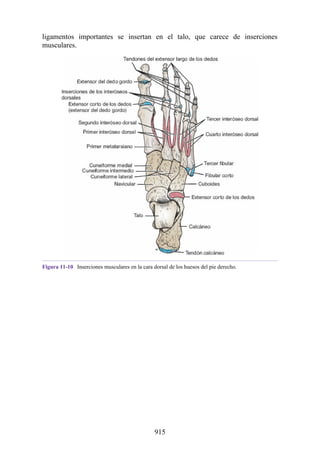 ANATOMIA SNELL 10MA EDICION ESPAÑOL.pdf