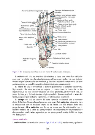 ANATOMIA SNELL 10MA EDICION ESPAÑOL.pdf