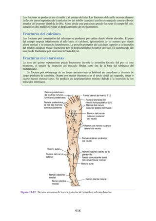 ANATOMIA SNELL 10MA EDICION ESPAÑOL.pdf