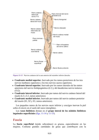 ANATOMIA SNELL 10MA EDICION ESPAÑOL.pdf