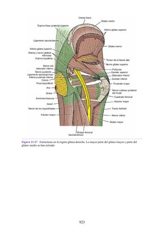 ANATOMIA SNELL 10MA EDICION ESPAÑOL.pdf