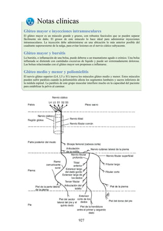 ANATOMIA SNELL 10MA EDICION ESPAÑOL.pdf