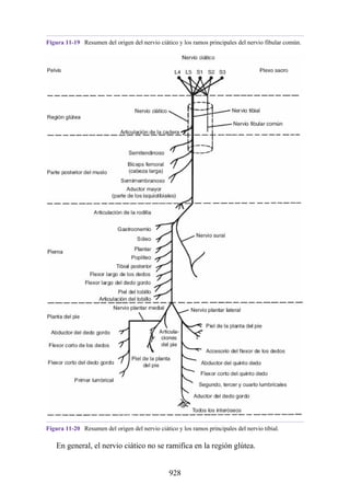 ANATOMIA SNELL 10MA EDICION ESPAÑOL.pdf