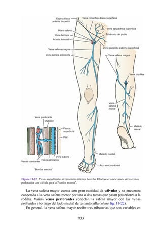 ANATOMIA SNELL 10MA EDICION ESPAÑOL.pdf